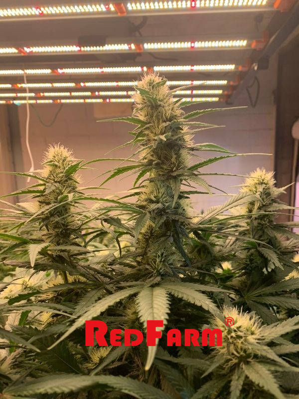 एरोपोनिक्स फार्मिंग के लिए 900W 1000W UV IR LED ग्रो लाइट IP65 5